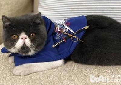 如何改正加菲猫的啃咬习惯？缩略图