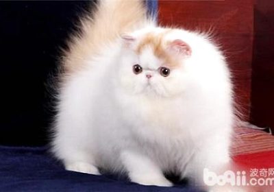 波斯猫咬人行为的原因有哪些？缩略图