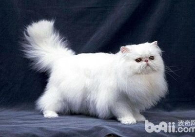 如何应对攻击性的波斯猫咬人行为？缩略图