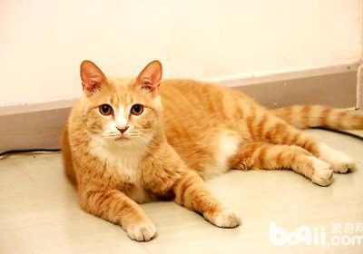 如何让流浪猫变得温顺？缩略图
