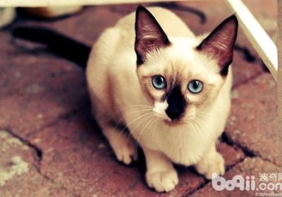 如何训练猫遵守进餐礼仪？缩略图