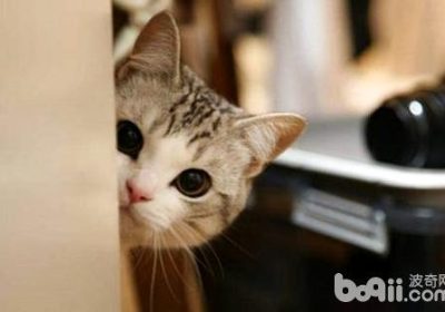 如何教导猫咪？猫咪的训练方法缩略图