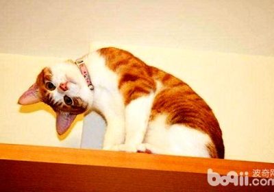 猫狗歪头行为的含义探究？缩略图