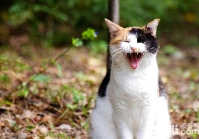 如何训练猫咪？猫的训练技巧缩略图