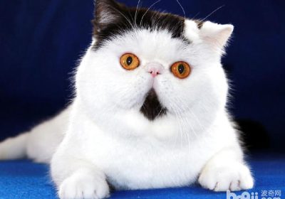 如何正确照顾异国短毛猫的日常生活缩略图