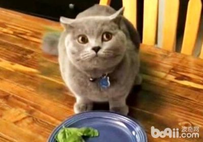 如何应对猫咪偷食行为缩略图