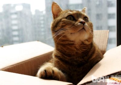猫咪为何偏爱箱子？缩略图