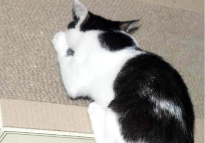 如何应对猫抓沙发的问题缩略图