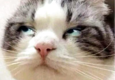 应对猫咪的报复心理策略缩略图