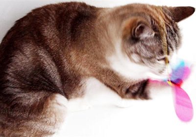 挑选猫咪玩具时应考虑的几个要点缩略图