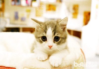 训练猫咪：技巧与须知详解缩略图