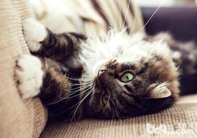 预防猫咪抓挠家具的策略缩略图