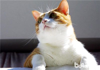 如何教导猫咪攀爬猫架缩略图