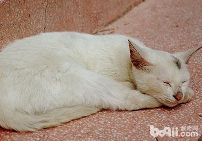 怎样有效纠正猫咪的不良行为？缩略图