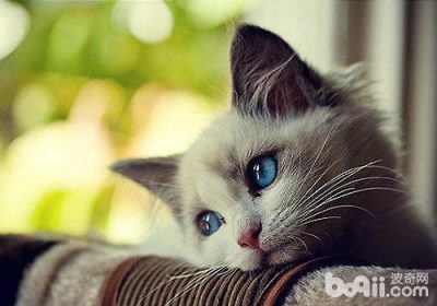 如何有效地训导布偶猫缩略图