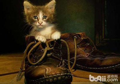 猫咪穿上鞋子后是否会丧失行走能力？缩略图
