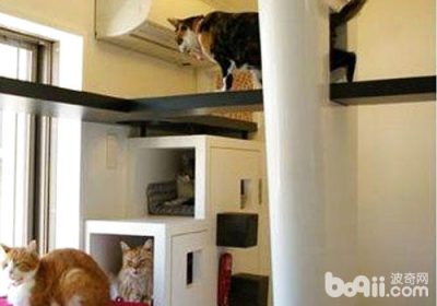 室内生活是否最适合猫咪？缩略图