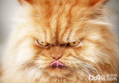 如何平息激动的猫咪情绪缩略图