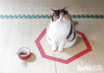 画一个圈真的能捉到猫咪吗？缩略图