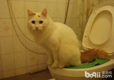 猫咪使用马桶如厕是否适宜？缩略图
