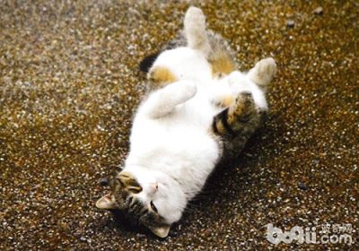 如何培养你的猫咪独特之处缩略图