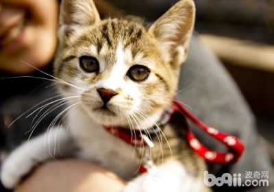 如何让猫咪适应你的生活方式缩略图