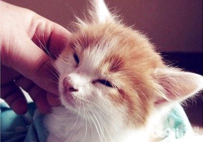 猫咪被抓后为何颈部活动受限？缩略图