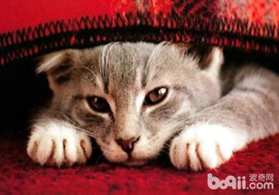 防止猫咪压力的策略缩略图
