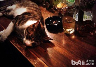 如何让猫咪远离孤独感缩略图