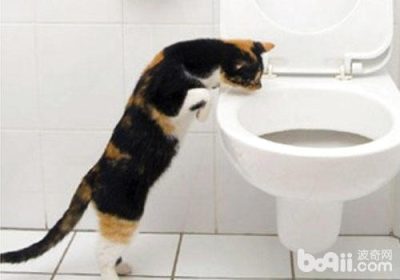 如何教导猫咪使用厕所缩略图