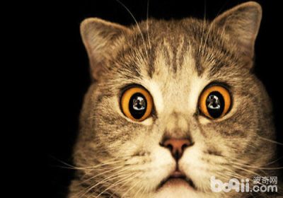 如何读懂猫咪的情绪缩略图
