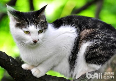 猫咪的自我防卫机制缩略图