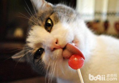 如何有效阻止猫咪撕扯窗帘和卫生纸？缩略图