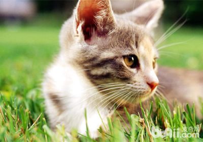 猫咪焦虑的表现和舒缓方法有哪些？缩略图