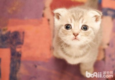 如何培养猫咪的温顺与服从缩略图