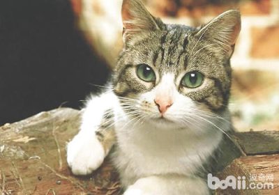 掌握技巧让猫咪快速识别其姓名缩略图
