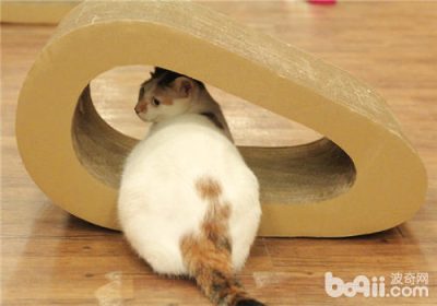 怎样防止猫咪在家中造成破坏缩略图