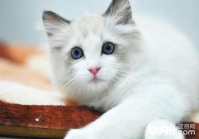 训练猫咪的技巧分享缩略图