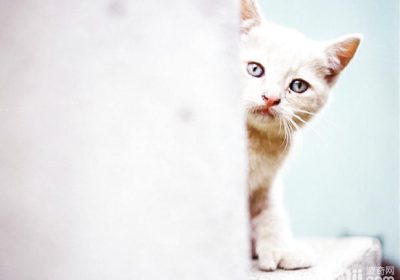 如何应对猫咪的坏脾气缩略图