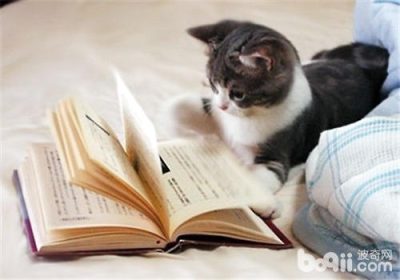 猫咪成长过程中需要掌握的关键技能有哪些？缩略图