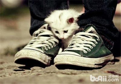 猫咪犯错能否体罚？缩略图