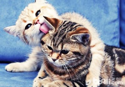 猫咪驯养技巧详解指南缩略图