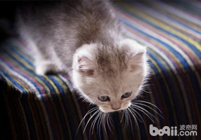 如何训练英国短毛猫缩略图