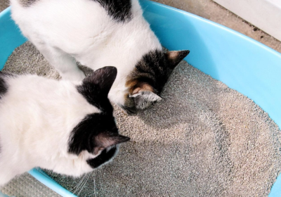 科学漫谈：猫砂异味对猫咪的影响探究缩略图