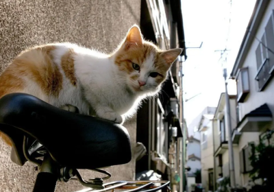 流浪猫与家养猫之间的差异有哪些？缩略图