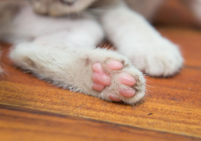 为何有的猫爪特别散发异味？缩略图
