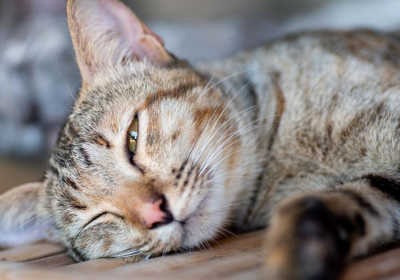 猫咪的4种常见误解行为，了解完你还能自称了解它们吗？缩略图