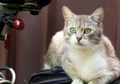 猫儿无论爽还是痛，为何总爱呼噜作响？缩略图