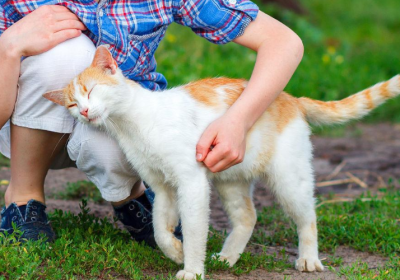 猫咪视你如“亲生母亲”的4个迹象，你感受到了吗？缩略图