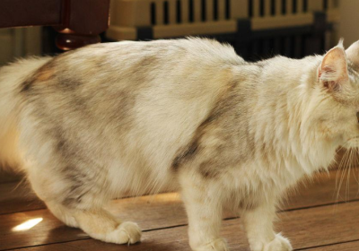 猫的日常：你离家之际，猫咪如何消磨时光？缩略图